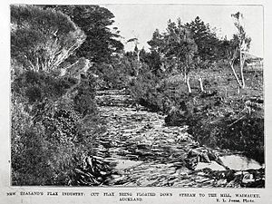 Cut flax being floated downstream - supplement to the Auckland Weekly News 9 October 1902 p2