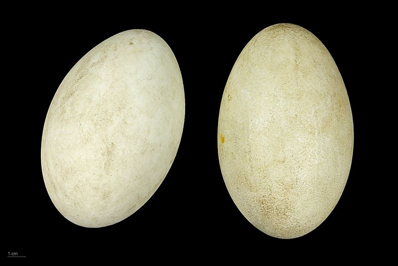 Cygnus atratus MHNT.ZOO.2010.11.16.5