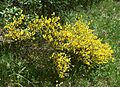 Cytisus scoparius 1