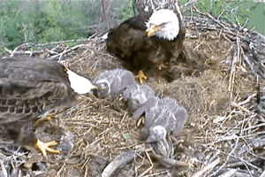 Decorah eaglets being fed by parents, Spring 2012
