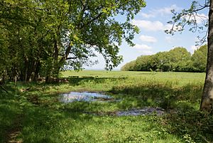 Dew-pond at Aston Rowant NNR