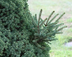 Dwarf Albert Spruce foliage with reversion