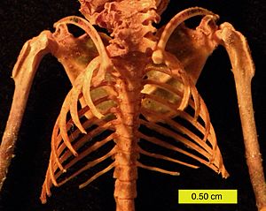 Eptesicus fuscus ribcage