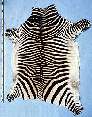 Equus zebra hartmannae fur skin