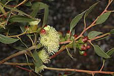 Eucalyptus nutans yellow