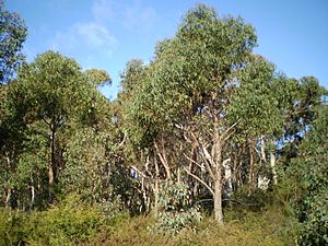 Eucalyptus olida woodland1.JPG