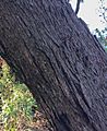 Eucalyptus sieberi - trunk bark
