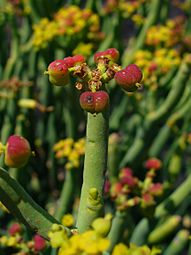 Euphorbia aphylla 003