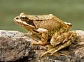European Common Frog Rana temporaria (cropped)