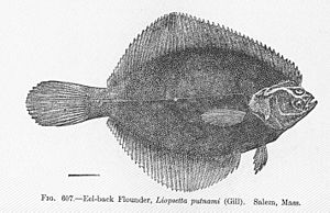 FMIB 52176 Eel-back Flounder, Liopsetts putnami (Gill) Salem, Mass.jpeg