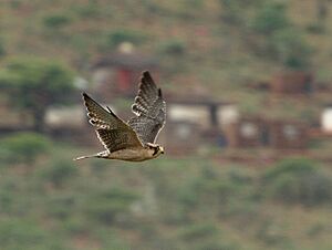 Falco biarmicus -near Tugela Ferry, KwaZulu-Natal, South Africa -flying-8a