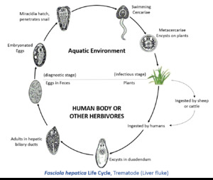 Fasciola hepatica Life Cycle