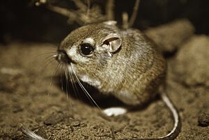 Federally endangered Morro bay kangaroo rat, last documented in the wild in 1986. (31045316021).jpg