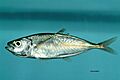 Fish4503 - Flickr - NOAA Photo Library
