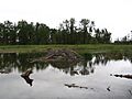 Fish Creek Provincial Park Beaver Lodge