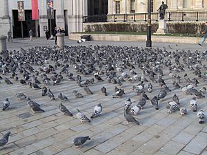 Flock of feral pigeons at Trafalgar Square, London