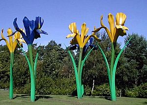 Giant Irises Glenrothes