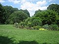 Greenery at Brooklyn Botanic Gardens IMG 0649