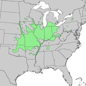 Gymnocladus dioicus range map 4.png