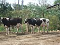 Hacienda de Carlos Vassallo cows in Dorado, Puerto Rico