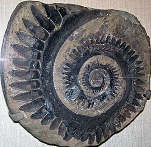 Helicoprion tooth whorl.jpg