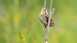 Henslow's Sparrow (9009481848)