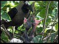 House Crow feeding chicks