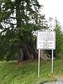 ISchild Upper Skagit Indian Tribe