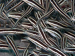 Image-Striped eel catfish2