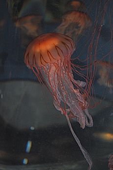 Japanese sea nettle, Boston Aquarium