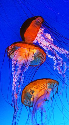 Jellyfish, Omaha aquarium