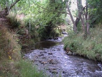 Kaikorai Stream.jpg