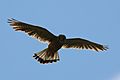 Kestrel (Falco tinnunculus) male in flight 2