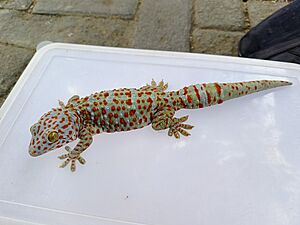 Komunitas Pencinta Reptil di Taman Kebon Rojo Jombang-1