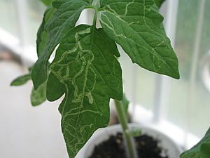 Leaf-miner-tomato