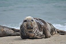 Male gray seal marine mammal animal halichoerus grypus