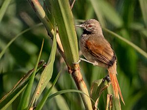 Mazaria propinqua - White-bellied Spinetail; Marchantaria Island, Iranduba, Amazonas, Brazil.jpg