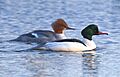 Mergus merganser, female and male, Vaxholm, Sweden