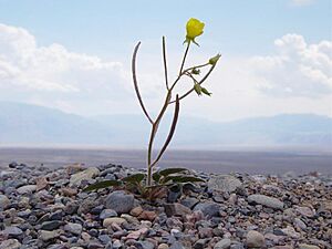 Mojave suncup flower at the mouth of Titus Canyon