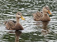 Mottled Duck pair RWD