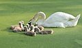 Mute swan cygnets learning in Prospect Park (80222)