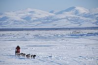 Sled dogs pulling a musher across snow with snow-covered mountains in background
