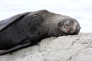 NZ Fur Seal - 1231 2013 002 (14184250871)