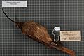 Naturalis Biodiversity Center - RMNH.AVES.140692 1 - Drepanornis albertisi albertisi (Sclater, 1873) - Paradisaeidae - bird skin specimen