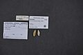 Naturalis Biodiversity Center - ZMA.MOLL.37638 - Cancilla strangei (Angas, 1867) - Mitridae - Mollusc shell