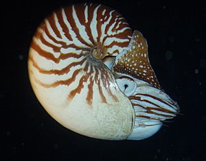 Nautilus macromphalus 2b.jpg