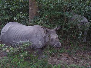 Nepalese-rhinoceroses