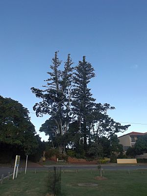 Norfolk Island Pine Trees, Cleveland.jpg