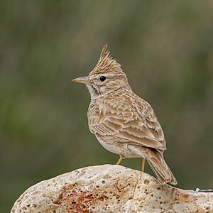 North African Thekla's lark (Galerida theklae carolinae) Kebili.jpg
