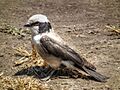 Northern White-crowned Shrike Eurocephalus ruepelli in Tanzania 2943 Nevit